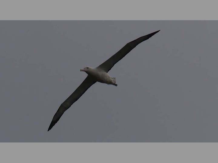Royal Albatross - New Zealand